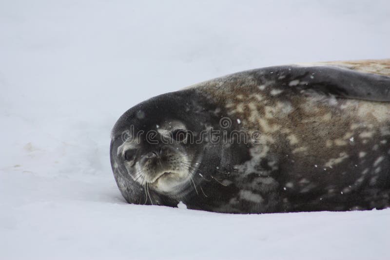 The Detaille Island is a small island north of the Arrowsmith Peninsula on the west side of the Grahamlands in the north of the Antarctic Peninsula. The Detaille Island is a small island north of the Arrowsmith Peninsula on the west side of the Grahamlands in the north of the Antarctic Peninsula.