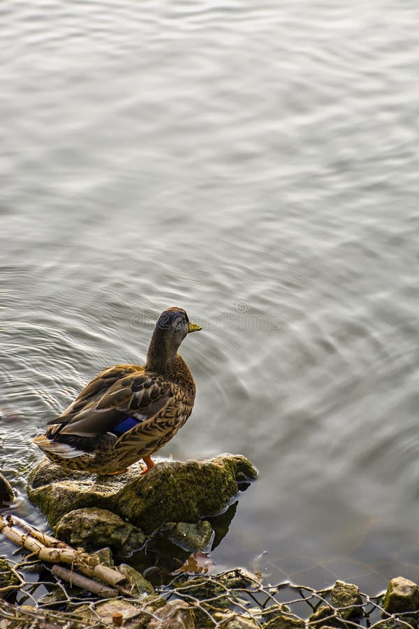 Anas Platirhinchos Mallard is floating on the water. Wild rolling. Krizhen royalty free stock image Anas Platirhinchos Mallard is floating on the water. Wild rolling. Krizhen royalty free stock image