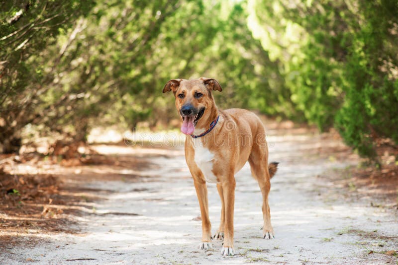 Anatolian German Shepherd Mix at a Park Stock Photo - Image of canine ...