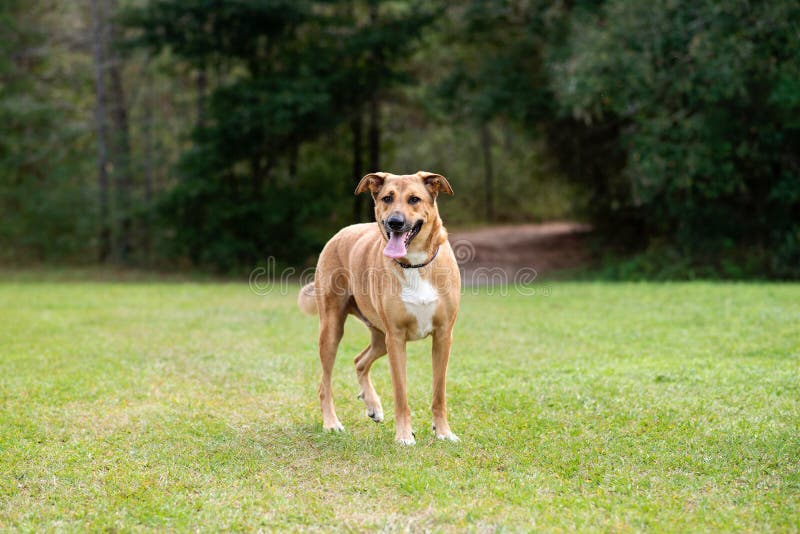pendul kok Beskrivelse 151 Brown Hound Shepherd Mix Stock Photos - Free & Royalty-Free Stock  Photos from Dreamstime