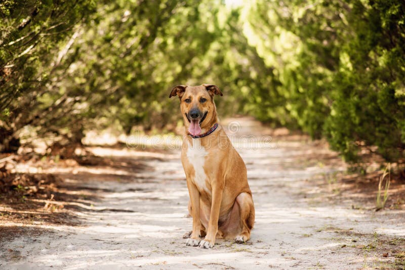 Anatolian German Shepherd Mix at a Park Stock Image - Image of hair ...