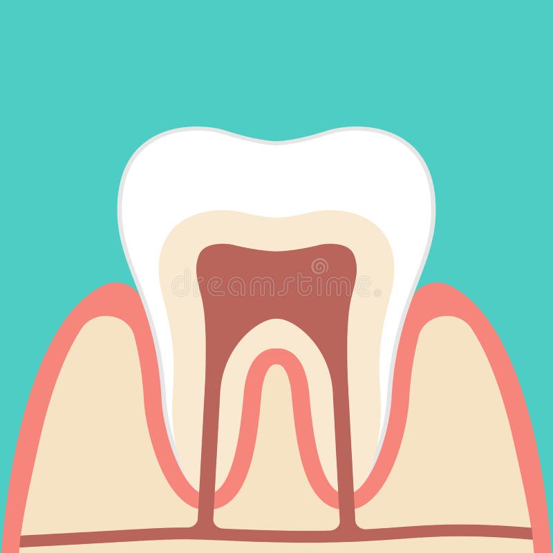 Anatomía Dental a Bordo. Estructura Dental Ilustración del Vector -  Ilustración de salud, diagrama: 210193618