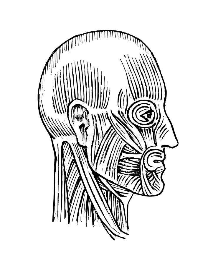 Anatomía Humana Sistema Muscular Y Del Hueso De La Cabeza Ejemplo Médico Del Vector Para La Ciencia, La Medicina Y La Biología Va Ilustración del Vector - Ilustración de sistema, salud: 123686984 Anatomía Humana Sistema Muscular Y Del Hueso De La Cabeza Ejemplo Médico Del Vector Para La Ciencia, La Medicina Y La Biología Va Ilustración del Vector - Ilustración de sistema, salud: 123686984