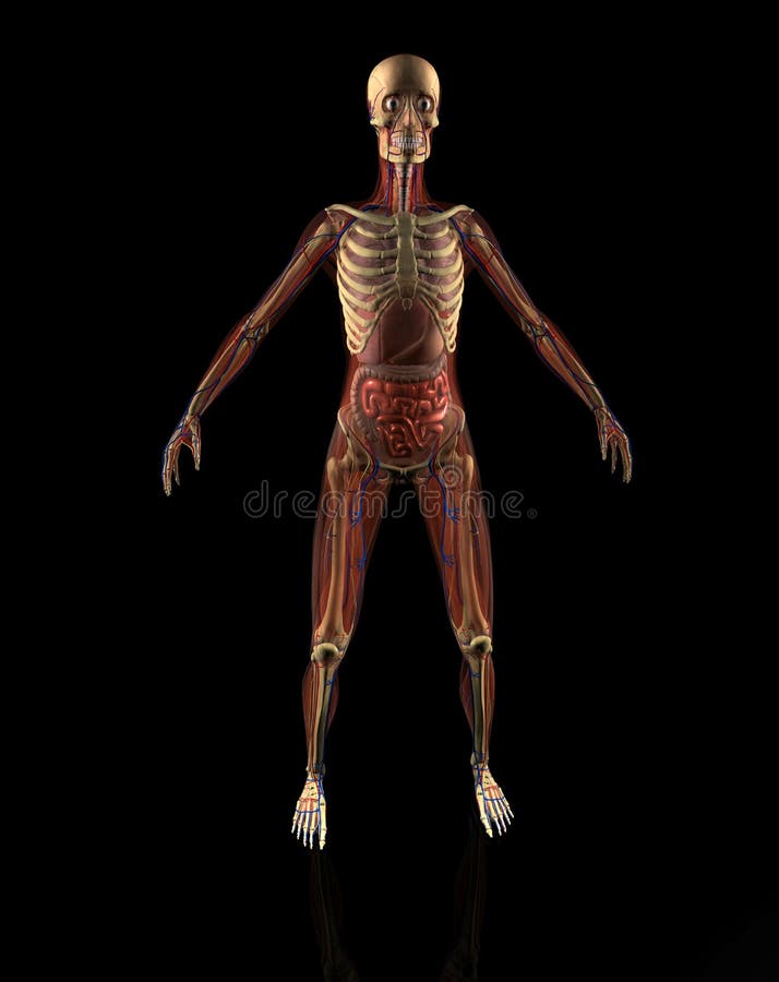 Anatomi stock illustrationer. Illustration av kvalitets - 29068802