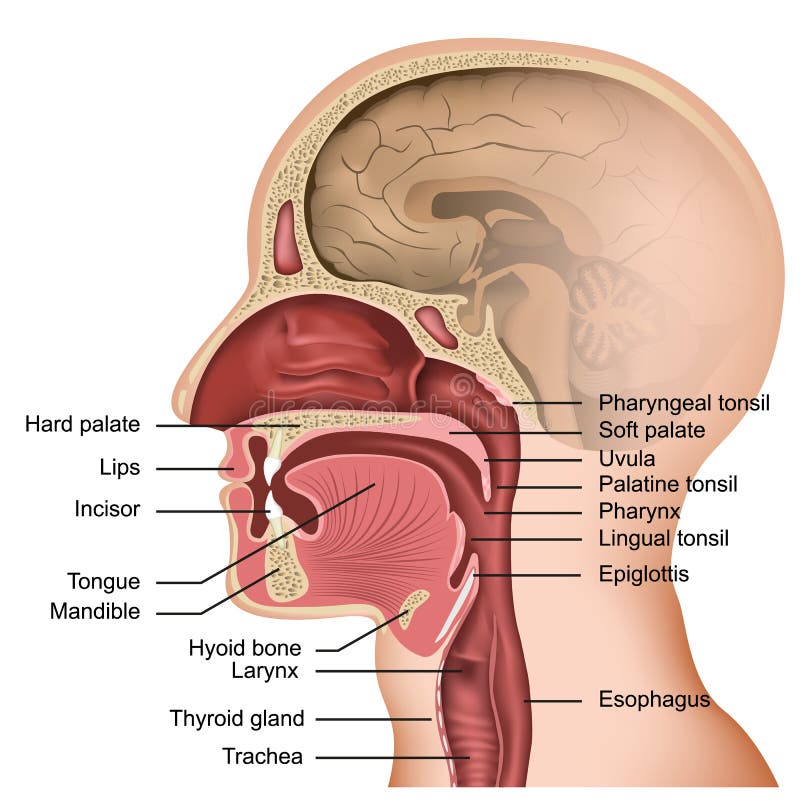 Anatomi av den medicinska illustrationen för mun och för tunga på vit bakgrund