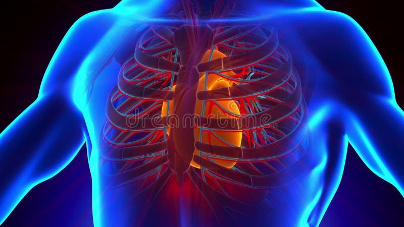 Anatomi av mänsklig hjärta - medicinsk röntgenstrålebildläsning