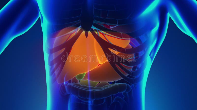 Anatomi av mänsklig lever - medicinsk röntgenstrålebildläsning