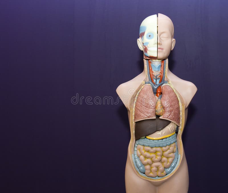 Modello Cervello Umano 4 Parti - Anatomia A Grandezza Naturale Con 130 Parti Numerate - Foto 9