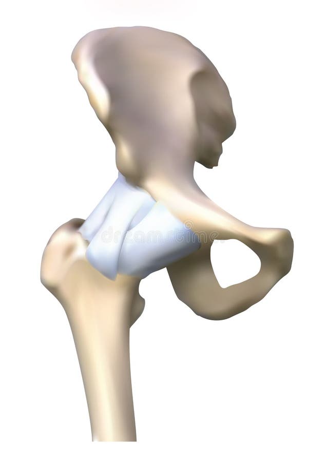 The hip bone anatomy On white background. The hip bone anatomy On white background