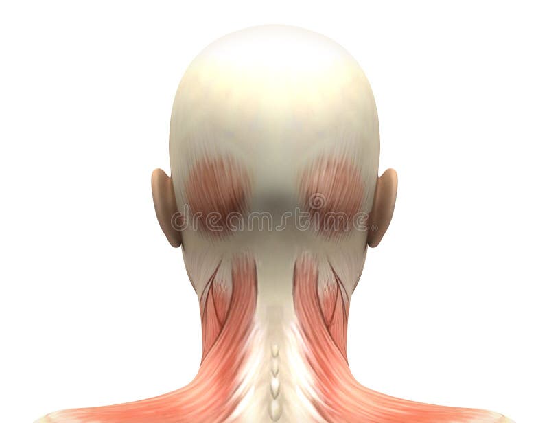 Anatomia capa dei muscoli della femmina - vista posteriore