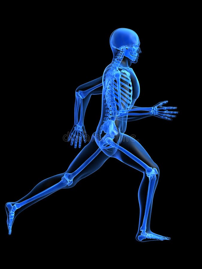 Anatomia corrente dell'uomo illustrazione vettoriale Anatomia corrente dell'uomo illustrazione vettoriale
