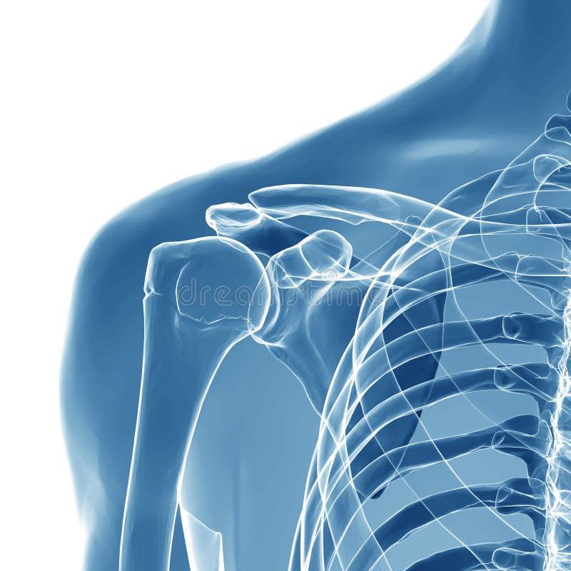 Anatomia da articulação do úmero humana foto de stock Anatomia da articulação do úmero humana foto de stock