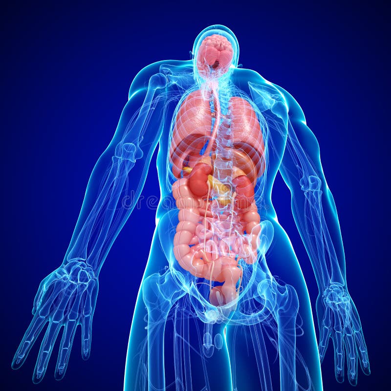 Anatomia Da Estrutura Interna De Corpo Humano Ilustração Stock