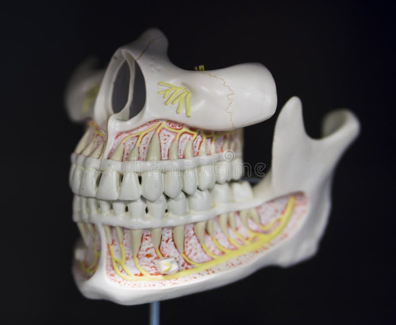 Anatomia maxila e mandibula - anatomia maxila e mandibula