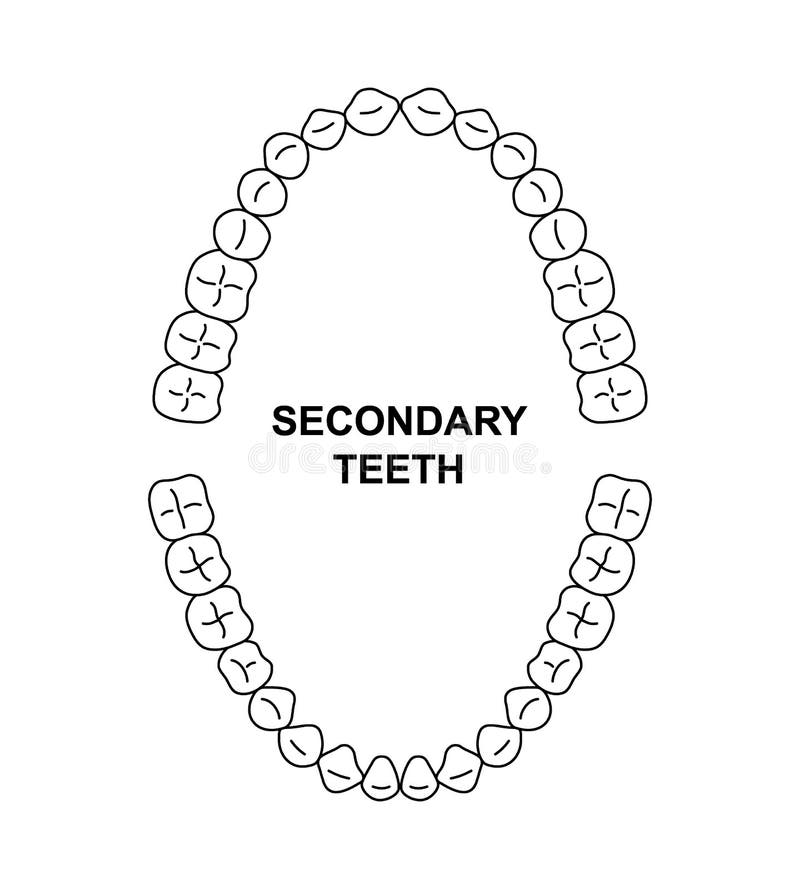 Esboço de anatomia da mandíbula humana, ilustração vetorial no fundo branco