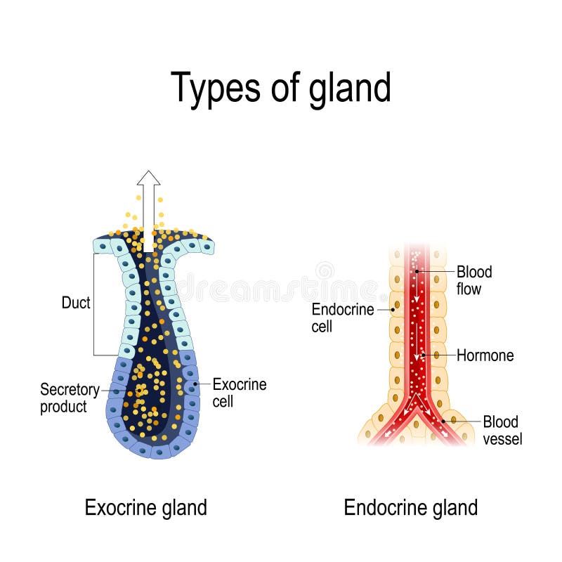 Anatomia de uma glândula endócrina e de umas glândulas exocrine ilustração royalty free Anatomia de uma glândula endócrina e de umas glândulas exocrine ilustração royalty free