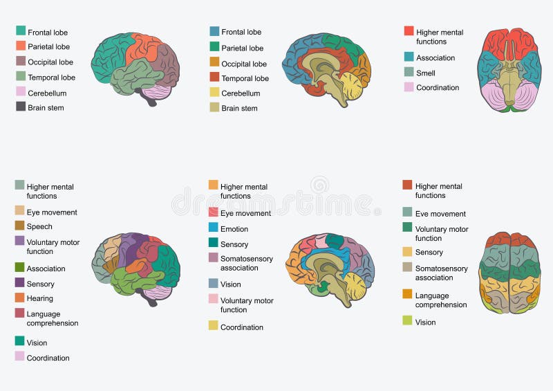 Anatomia del cervello umano