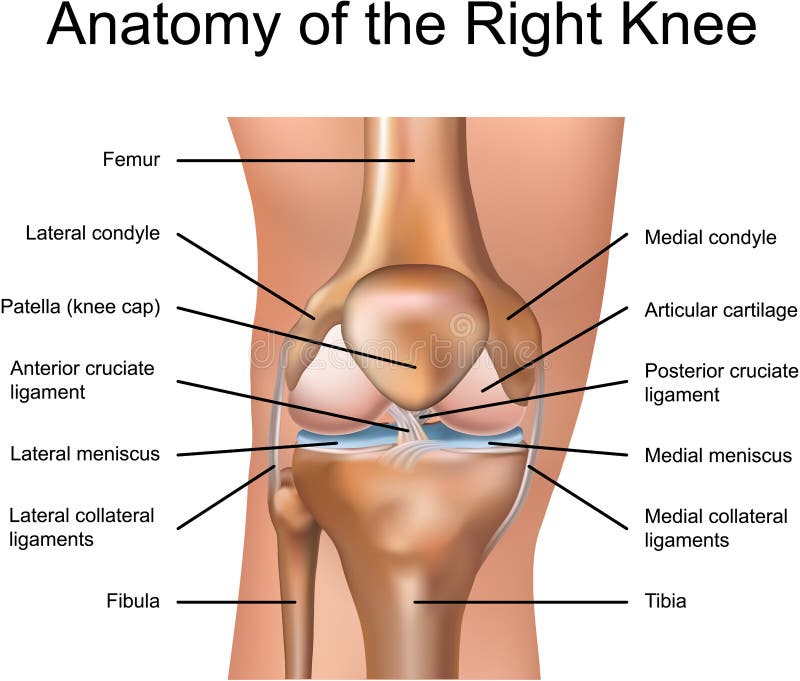 Anatomia del ginocchio destro