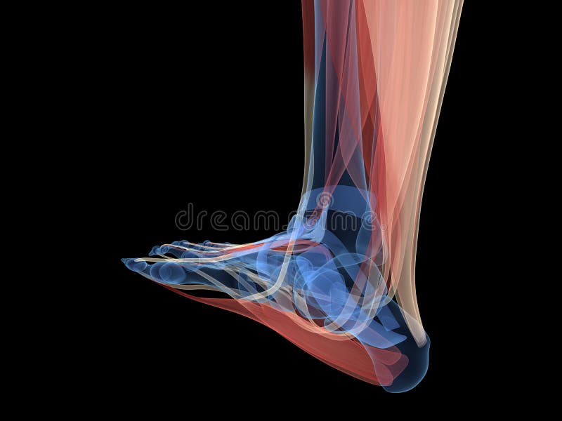 L&rsquo;anatomia Muscolare Del Piede Illustrazione di Stock - Illustrazione