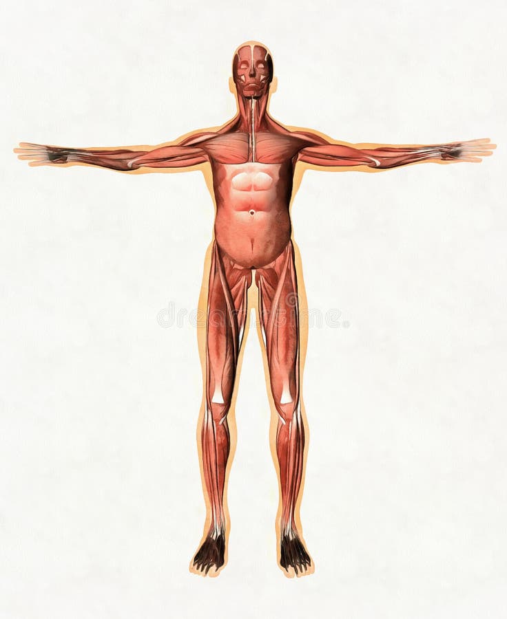 Anatomia del sistema muscolare maschio - vista anteriore immagine stock Anatomia del sistema muscolare maschio - vista anteriore immagine stock