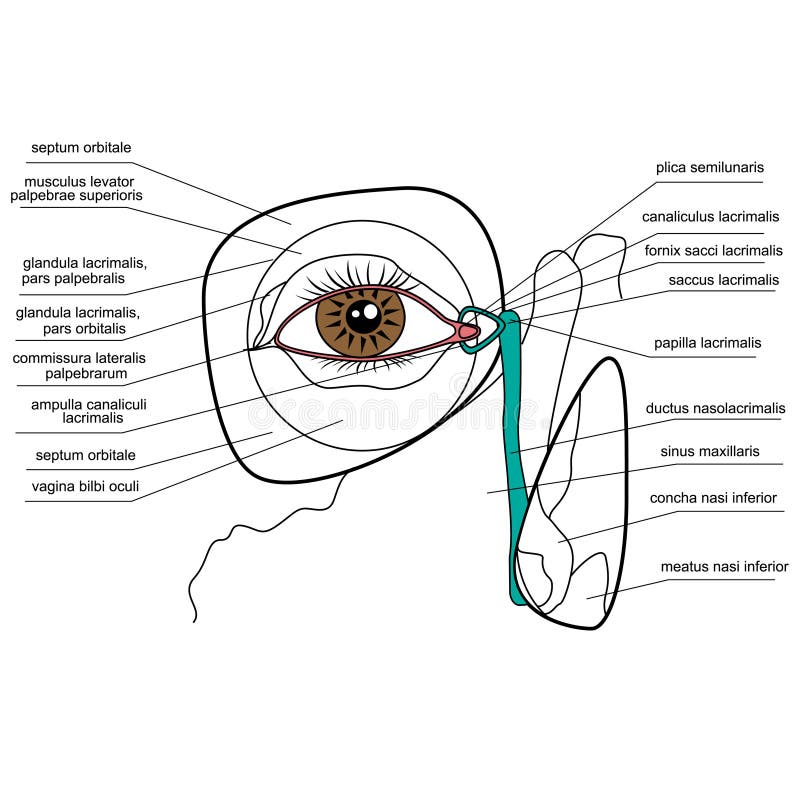 Illustration of the lacrimal apparatus. Illustration of the lacrimal apparatus