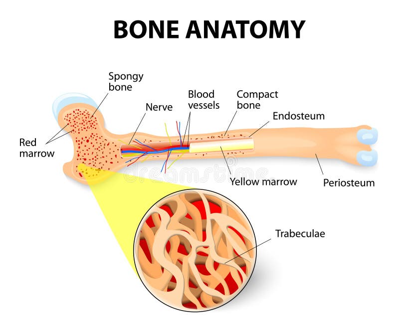 Anatomia dell'osso illustrazione vettoriale