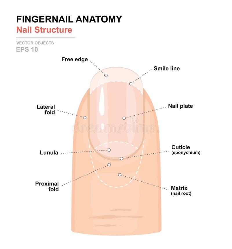 Anatomia dell'unghia Struttura del chiodo umano Scienza del corpo umano Manifesto anatomico di addestramento
