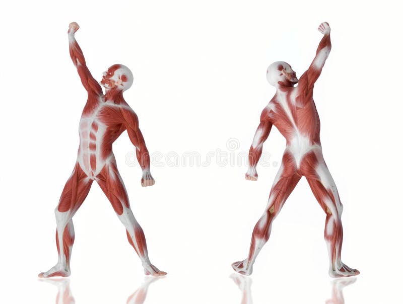 Anatomia dell'uomo del muscolo immagine stock Anatomia dell'uomo del muscolo immagine stock