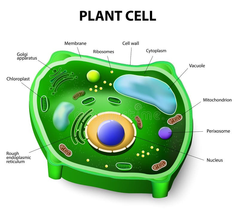 Anatomia della cellula vegetale illustrazione vettoriale Anatomia della cellula vegetale illustrazione vettoriale