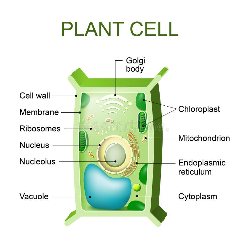 Anatomia della cellula vegetale illustrazione vettoriale
