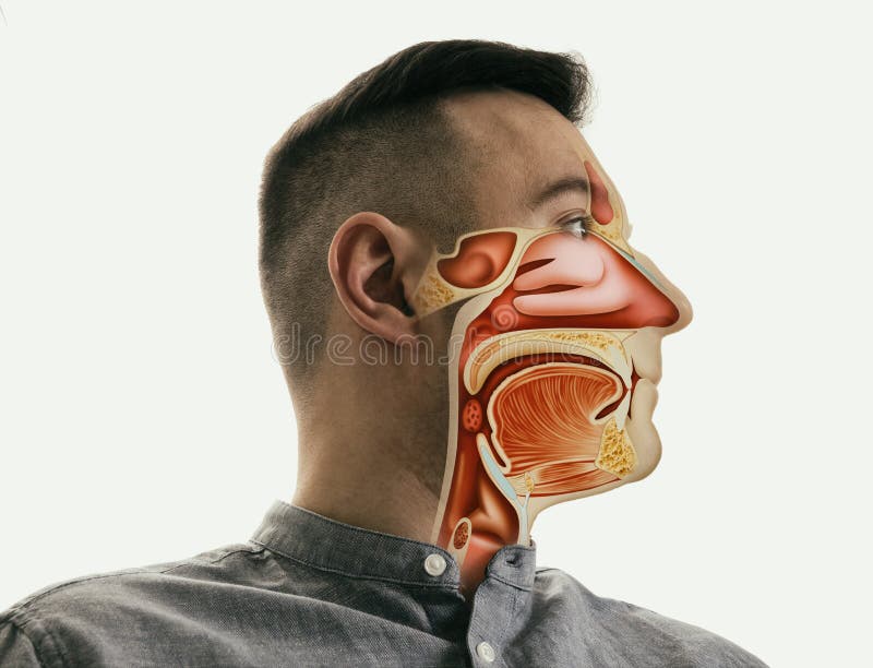 Anatomia della gola e del naso