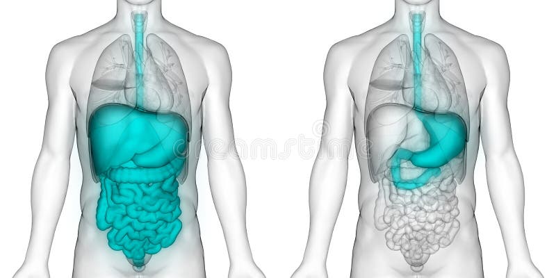 Anatomia dello stomaco dell'apparato digerente degli organi del corpo umano illustrazione vettoriale Anatomia dello stomaco dell'apparato digerente degli organi del corpo umano illustrazione vettoriale