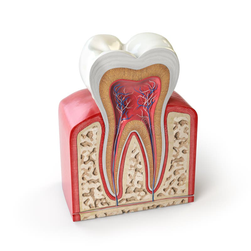 Anatomia dentaria del dente Sezione trasversale del dente umano isolata su bianco illustrazione di stock Anatomia dentaria del dente Sezione trasversale del dente umano isolata su bianco illustrazione di stock