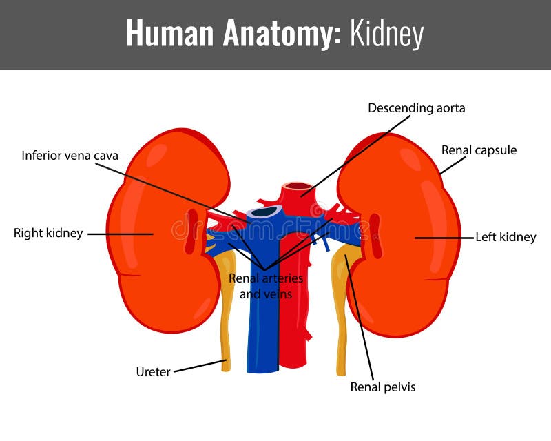 Anatomia do rim no vetor ilustração do vetor. Ilustração de glândula
