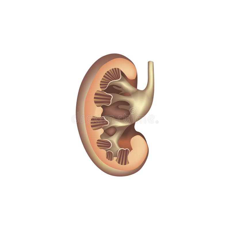 Anatomia di sezione trasversale del rene Icona umana dell'organo interno medico illustrazione di stock Anatomia di sezione trasversale del rene Icona umana dell'organo interno medico illustrazione di stock