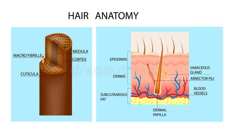 Anatomia do cabelo e folículo de cabelo ilustração royalty free Anatomia do cabelo e folículo de cabelo ilustração royalty free