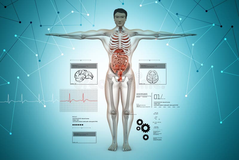 Anatomia do corpo humano ilustração royalty free Anatomia do corpo humano ilustração royalty free