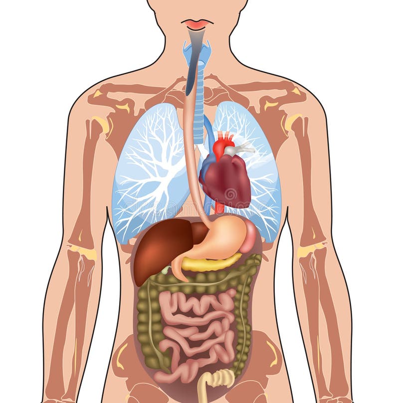 Anatomia do corpo humano. ilustração do vetor Anatomia do corpo humano. ilustração do vetor