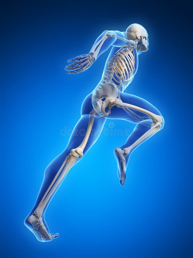 3d rendered illustration - runner anatomy. 3d rendered illustration - runner anatomy