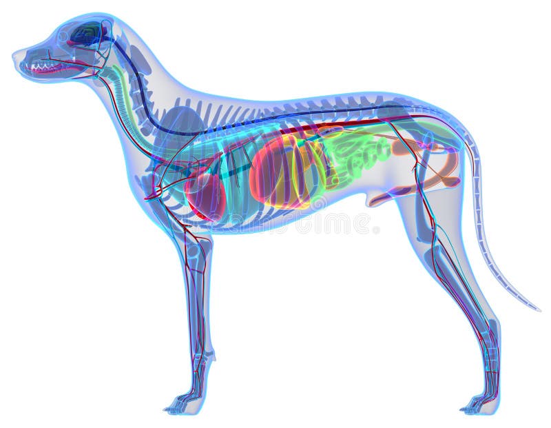Anatomia do cão - anatomia interna de um cão masculino ilustração royalty free