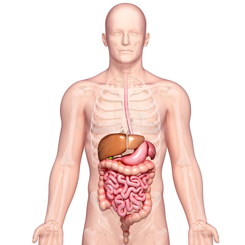 Anatomia do estômago e do fígado humanos ilustração royalty free