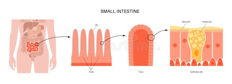 Parte central intestino delgado