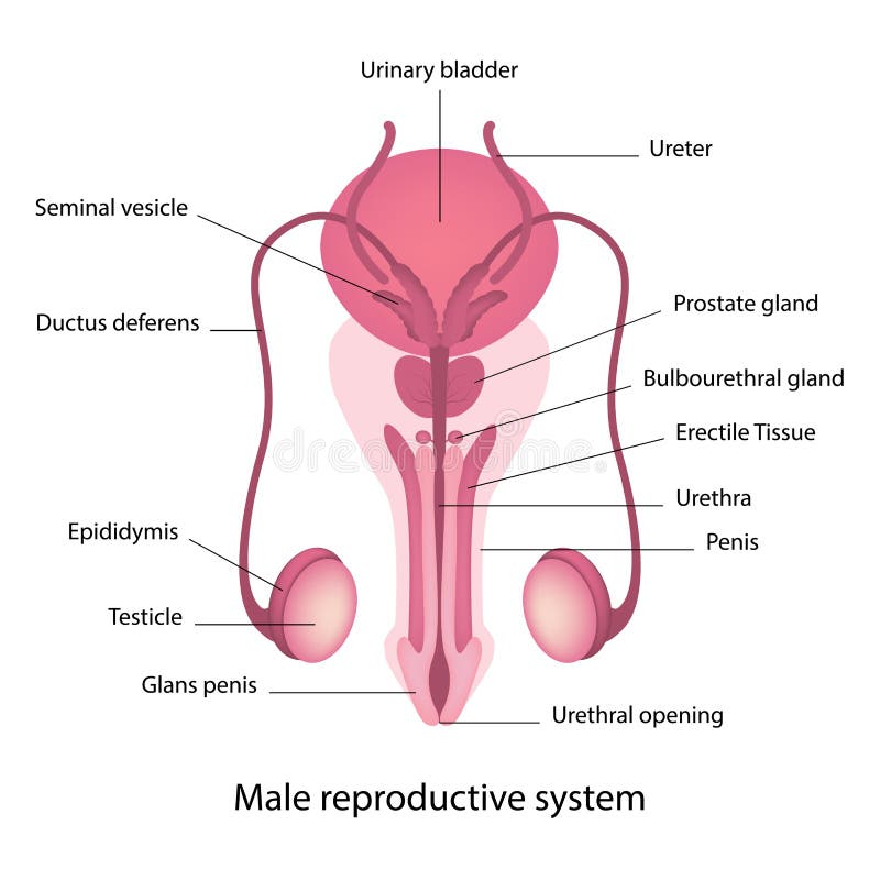 Anatomia do sistema reprodutivo masculino