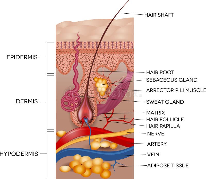 Anatomia etiquetada da pele e do cabelo