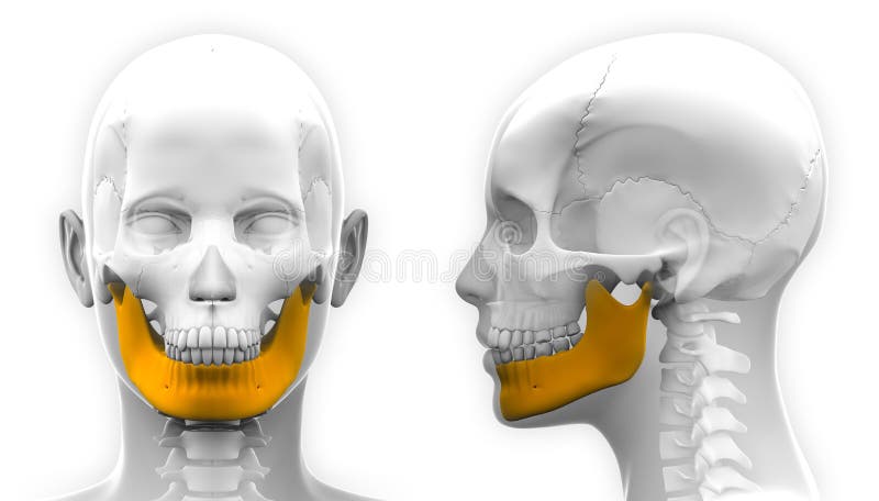 Anatomia maxila e mandibula - anatomia maxila e mandibula