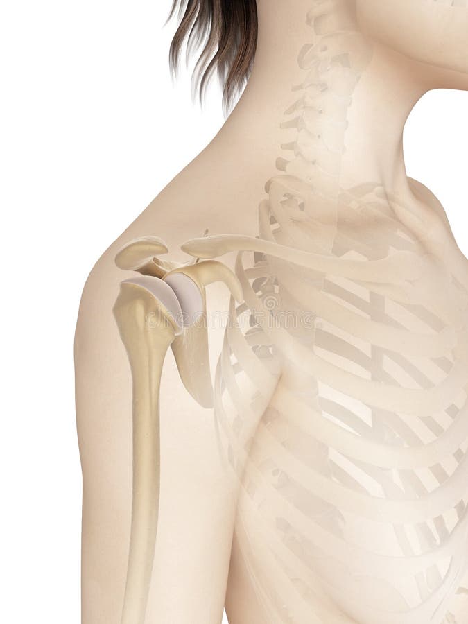 3d rendered illustration of the female shoulder anatomy. 3d rendered illustration of the female shoulder anatomy