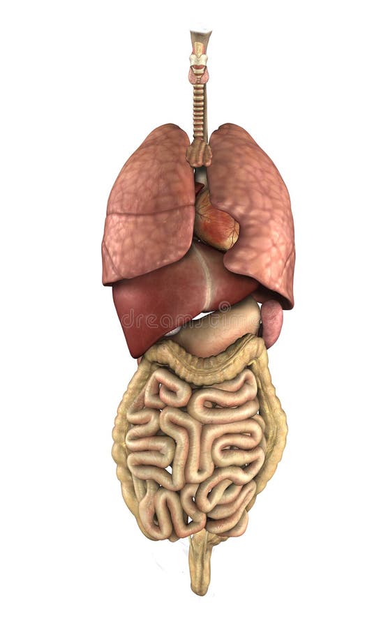 Anatomia do corpo humano orgãos