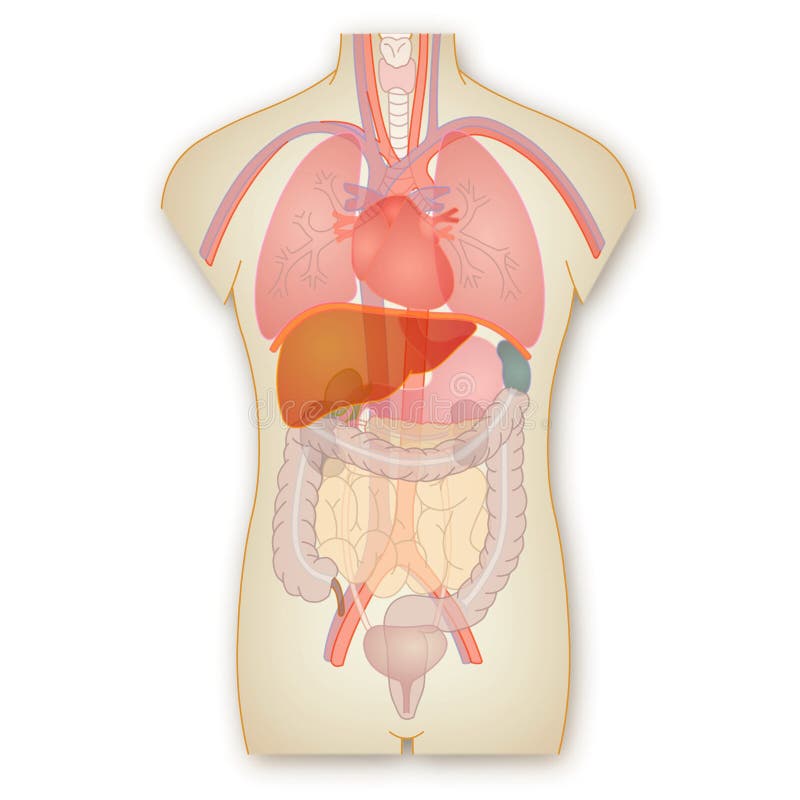 Anatomia humana ilustração stock