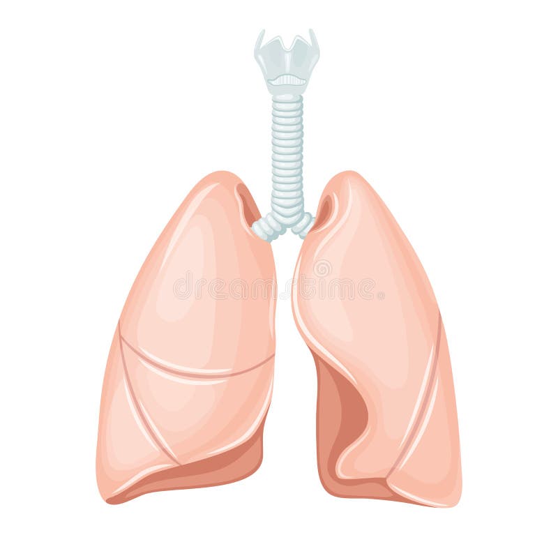 Anatomia humana dos pulmões ilustração do vetor Anatomia humana dos pulmões ilustração do vetor