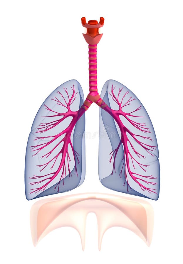 Anatomia humana dos pulmões de Transtarent. no branco ilustração royalty free Anatomia humana dos pulmões de Transtarent. no branco ilustração royalty free